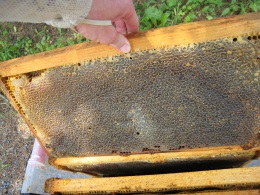 bees, beehive, honey, frame, honey harvest