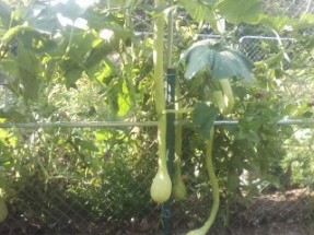 zucchino rampicante squash supported on a fence.