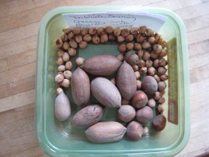 pecan, hazel nuts, cherry pits ready for winter sowing